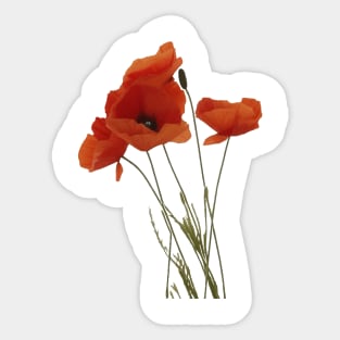 Red Poppies Wildflower Floral Bouquet Sticker